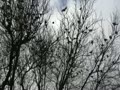 冬の雀の木