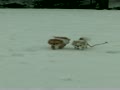 雪と遊ぶチワワ