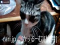 2018年12月5日猫スズ(すず)の動画。1812051956_cat_suzu_KVID0242.mp4